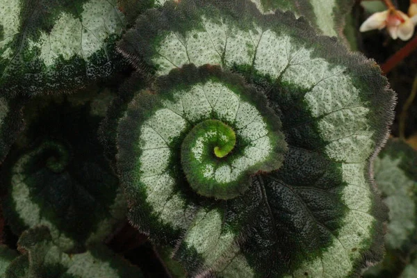瑞士圣加仑叶上有螺旋形花纹的 秋海棠Rex Escargot 混合家庭植物 — 图库照片