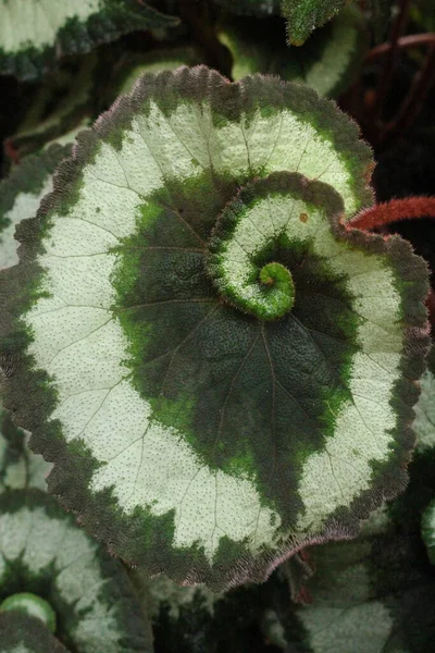 Hybrydowa Roślina Domowa Begonia Rex Escargot Spiralnym Wzorze Liściach Gallen — Zdjęcie stockowe