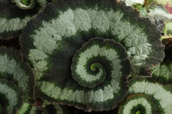 Híbrido Begonia Rex Escargot Planta Sala Com Padrão Espiral Nas — Fotografia de Stock