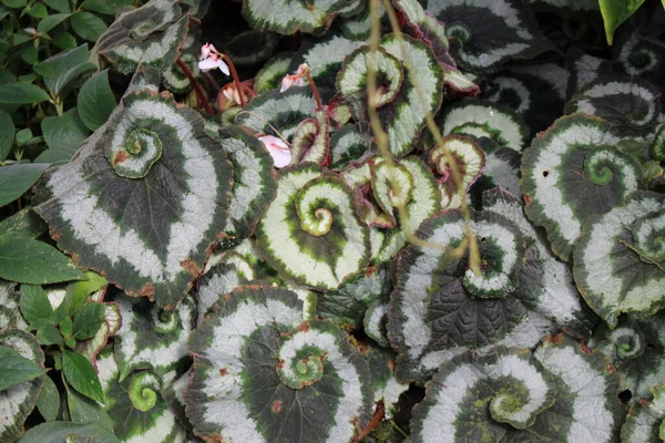 Hybrydowa Roślina Domowa Begonia Rex Escargot Spiralnym Wzorze Liściach Gallen — Zdjęcie stockowe