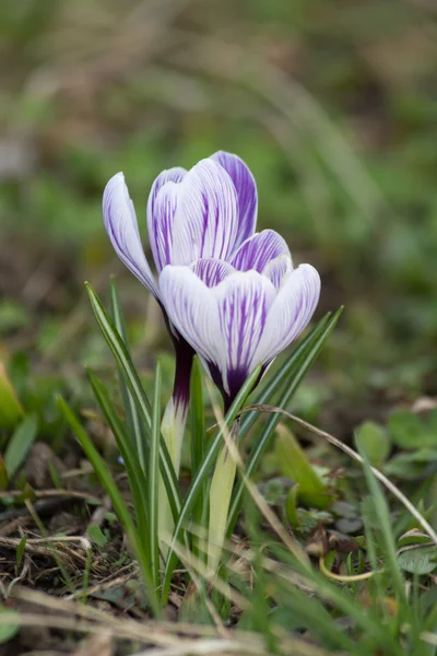 Crocus floreciendo —  Fotos de Stock