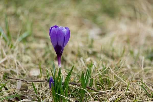 Crocus virágzó — Stock Fotó