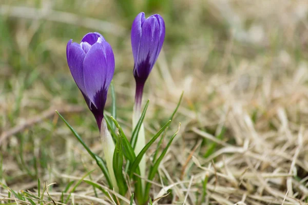 Crocus floreciendo —  Fotos de Stock