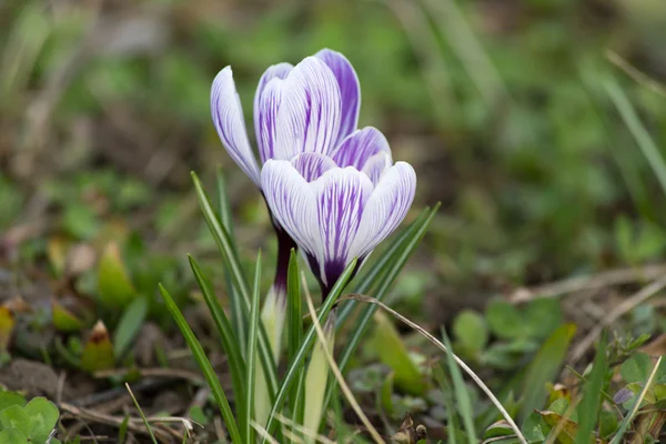 Crocus bloeien — Stockfoto