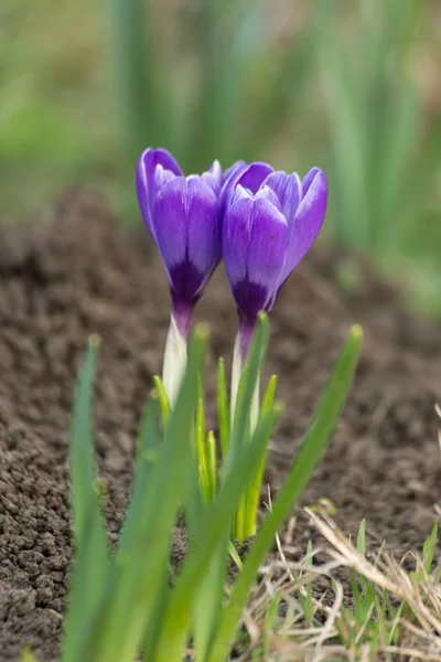 Crocus virágzó — Stock Fotó