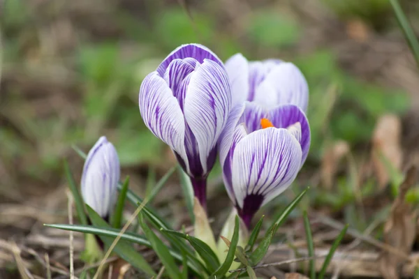 Crocus floreciendo —  Fotos de Stock