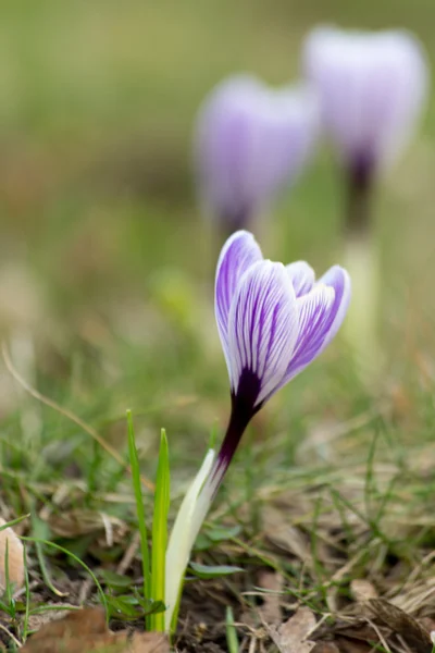 Crocus bloeien — Stockfoto