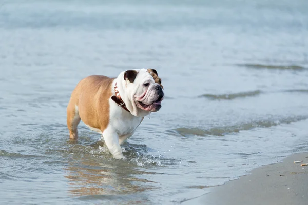İngilizce bulldog dışarı su