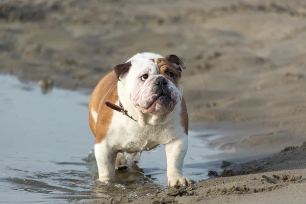 Engelsk bulldogg ur vattnet — Stockfoto