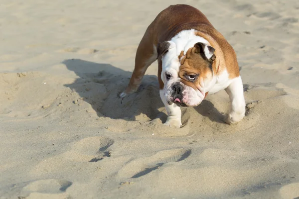 Englische Bulldogge sieht streng aus — Stockfoto