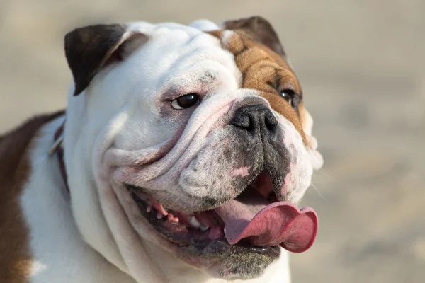 Bulldog inglese — Foto Stock