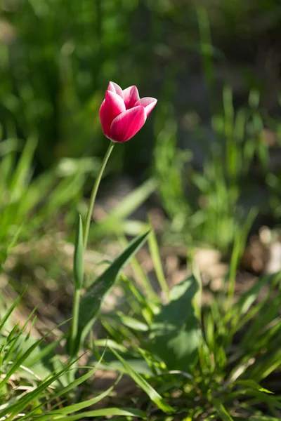 Tulipán rosa sobre un fondo verde —  Fotos de Stock