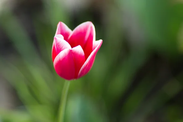 Tulipán rosa sobre un fondo verde —  Fotos de Stock