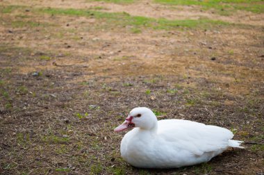kırmızı gagası ördek