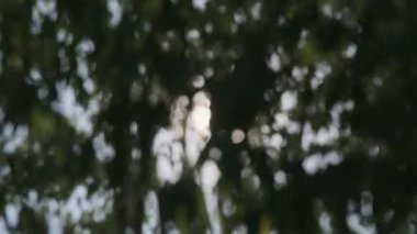 Güneş ışığı ağaçların yaprakları arasında parıldıyor hafif esintide sallanıyor, bulanık bokeh arka planda. Soyut doğa arkaplanı.