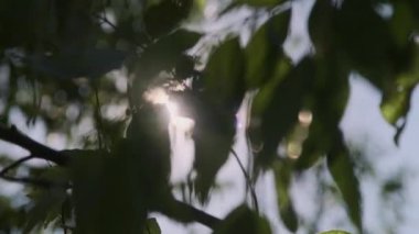 Güneş ışığı ağaçların yaprakları arasında parıldıyor hafif esintide sallanıyor, bulanık bokeh arka planda. Soyut doğa arkaplanı.