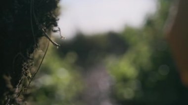 Sonbaharda tropikal bir ormanda yürüyüş yapan sarı ceketli genç bir kadın. Sağlıklı ve aktif bir Asyalı kadın gezgin ormanda bir sırt çantasıyla yürüyor..