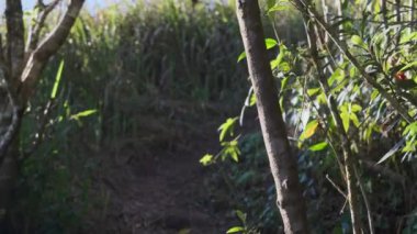 Sonbaharda tropikal bir ormanda yürüyüş yapan sarı ceketli genç bir kadın. Sağlıklı ve aktif bir Asyalı kadın gezgin ormanda bir sırt çantasıyla yürüyor..
