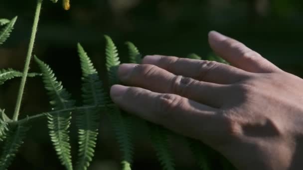 Kvinnlig Hand Rör Försiktigt Vid Växten Blad Ormbunke Skogen — Stockvideo