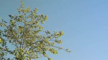 Dalların tepeleri ve yeşil yapraklar rüzgarda savruluyor açık mavi bir arka plana karşı.