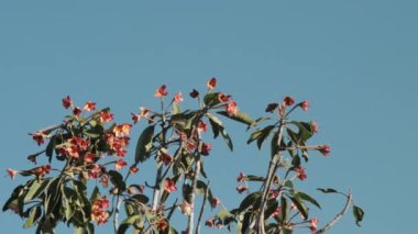 Dalların, çiçeklerin ve yeşil yaprakların tepeleri rüzgarda savruluyor..