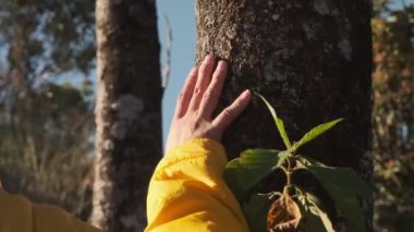 Sonbaharda tropikal bir ormanda yürüyüş yapan sarı ceketli genç bir kadın. Sağlıklı ve aktif bir Asyalı kadın gezgin ormanda bir sırt çantasıyla yürüyor..