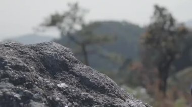 Sarı ceketli bir kadın turist tatil macerası sırasında dağa tırmanıyor. Sırt çantalı mutlu hippi kadın sonbaharda ormanda yürüyüşe çıkıyor..