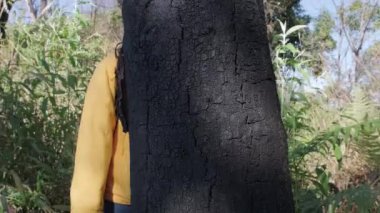 Dişi turist, orman yangınından sonra yanan ağaç gövdesine nazikçe sarılıyor. Ormanların yok edilmesi ve iklim değişikliği kavramı. Doğayı kurtar