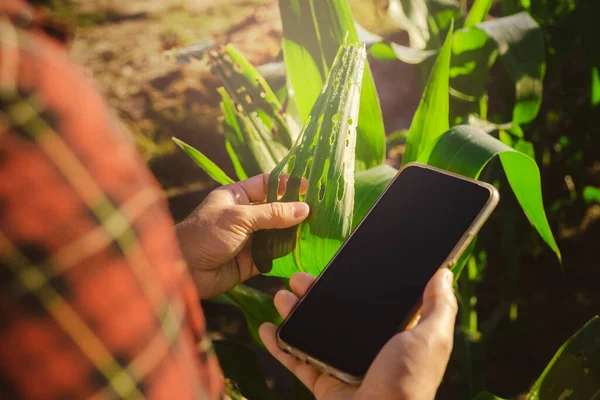 Azjatycka Rolniczka Smartfonem Sprawdza Liście Kukurydzy Polu Pod Kątem Szkodników — Zdjęcie stockowe
