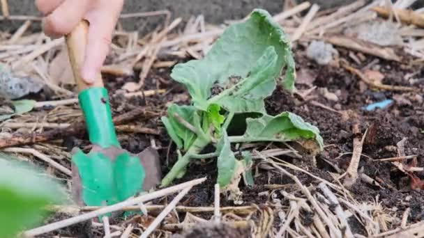 Schattig Klein Kleuter Meisje Planten Salade Zaailingen Achtertuin Moestuin Close — Stockvideo