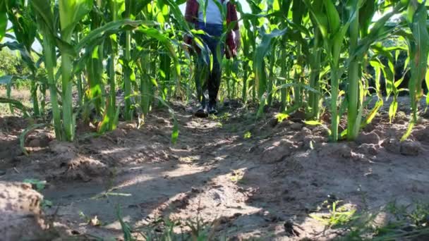 Низкий Угол Обзора Фермерских Ног Резиновых Сапогах Идущих Вдоль Кукурузного — стоковое видео