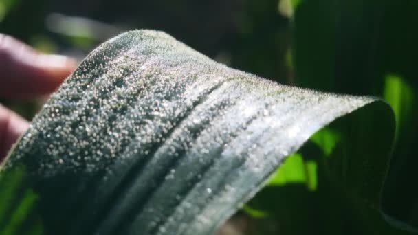 Aziatische Vrouwelijke Boer Inspecteert Maïsbladeren Een Veld Voor Insectenplagen Veel — Stockvideo