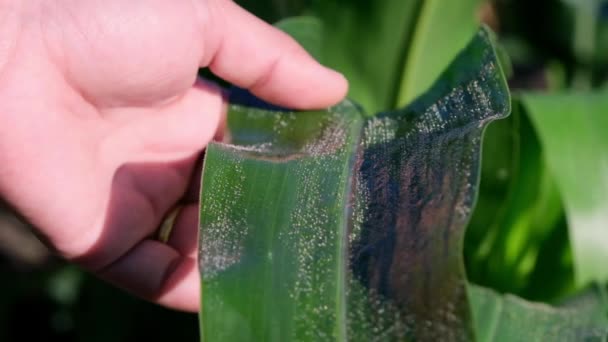 Une Agricultrice Asiatique Inspecte Les Feuilles Maïs Dans Champ Recherche — Video