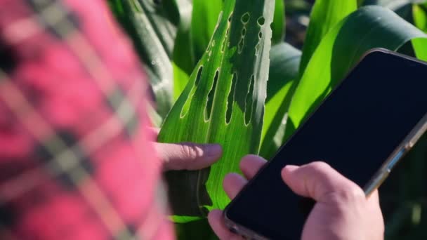 Ázsiai Női Farmer Okostelefonnal Vizsgálja Kukorica Levelek Egy Területen Rovarkártevők — Stock videók