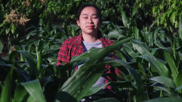 Usmívající se chytrá farmářka se zkříženýma rukama v kukuřičném poli.