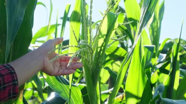 Азиатка Фермер Осматривает Кукурузу Цветущую Поле Предмет Насекомых Вредителей Многие — стоковое видео