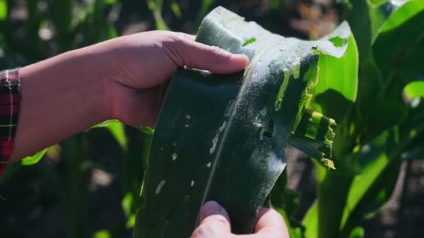 Aziatische Vrouwelijke Boer Inspecteert Maïsbladeren Een Veld Voor Insectenplagen Veel — Stockvideo