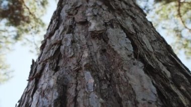 Mavi gökyüzü arka planında uzun ağaçların alt görüntüsü. Tropikal ormanlara bakıyorum..
