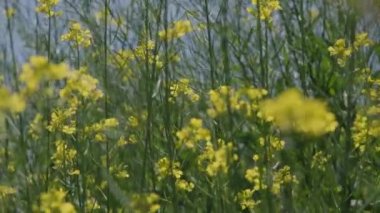 Sarı çiçekler tepelerde rüzgarda sallanıyor. Bahçede Kanton sebzeleri sarı çiçekler.