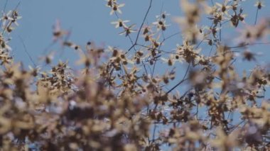 Kış çiçekleri ya da sonbahar çayırlarının parlak sabah güneşi altında rüzgarda sallanışının görüntüsü. Soyut doğa arkaplanı