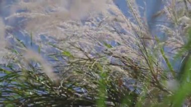 Kış çiçekleri ya da sonbahar çayırlarının parlak sabah güneşi altında rüzgarda sallanışının görüntüsü. Soyut doğa arkaplanı