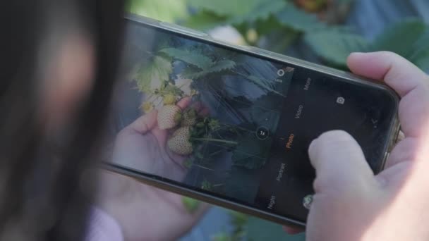 Жінка Туристка Фотографує Полуницю Смартфоном Органічному Саду Фокус Екрані Телефону — стокове відео