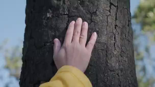 Touriste Féminine Touche Doucement Tronc Arbre Brûlé Après Incendie Forêt — Video