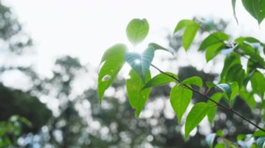 Güneşli bahar gününde bahçede doğal yeşil yapraklara dokunan kadın eli. Doğal bakım konsepti. Çevresel koruma