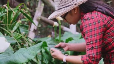 Mutlu Asyalı kadın bahçıvanlar bahçede satılık bitkilerle ilgilenirler. Çiçek bahçesinde çalışan genç bir girişimci kadın. Küçük işletme sahibinin açılışı.