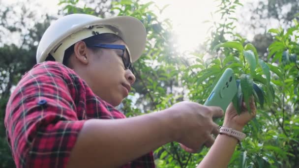 Environmental Engineer Wears Helmet Analyzes Plants Smartphone Social Network Forest — Stock Video