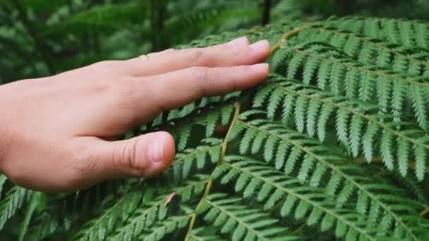 Vrouwelijke Hand Die Natuurlijke Groene Varen Het Bos Aanraakt Natuurzorg — Stockvideo