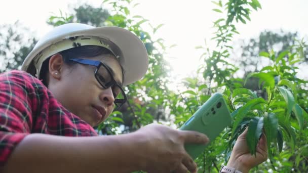 Environmental Engineer Wears Helmet Analyzes Plants Smartphone Social Network Forest — Stock Video