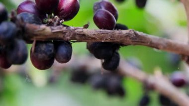 Çiftlikteki bir dalda kahve çekirdekleri. Taze kahve çekirdekleri kahve bitkisinin üzerinde toplanır..