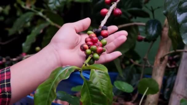 Primo Piano Agricoltore Che Detiene Ramo Pianta Caffè Arabica Con — Video Stock